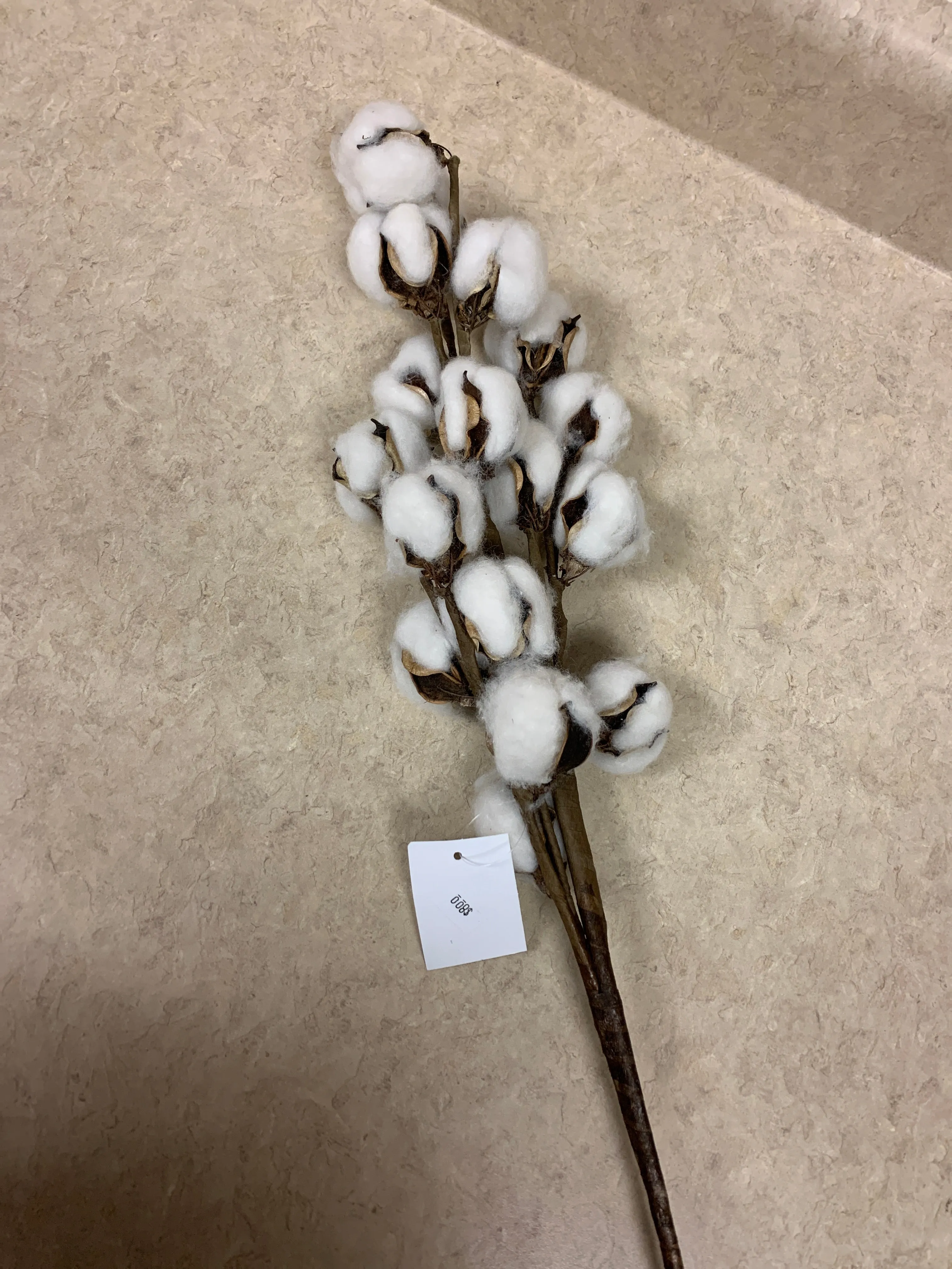 Cotton Pod Stem