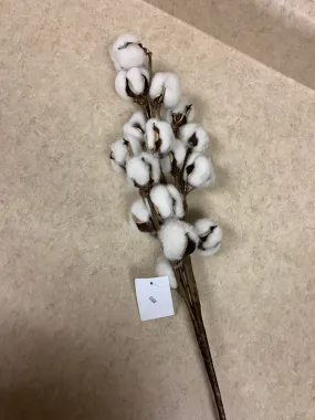 Cotton Pod Stem